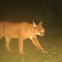 caracal