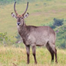 waterbuck
