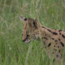 serval