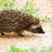 African hedgehog