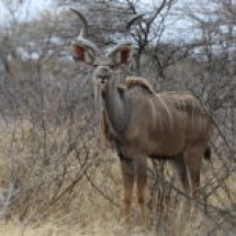kudu