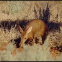 aardvark