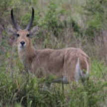 common reedbuck