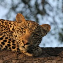 leopard