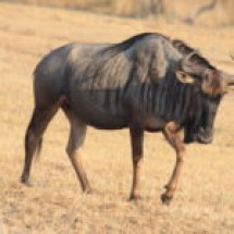 blue wildebeest