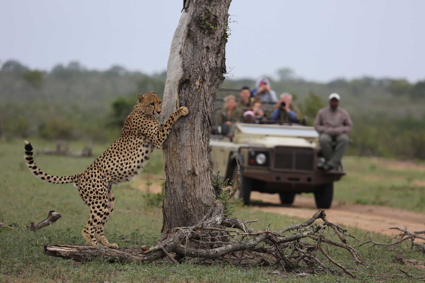 Safari Game Drive