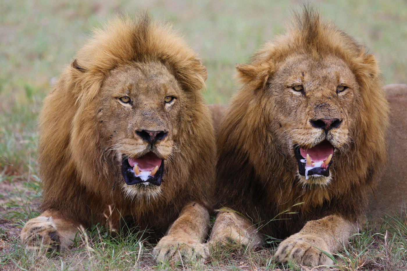 Male Lion Coalition