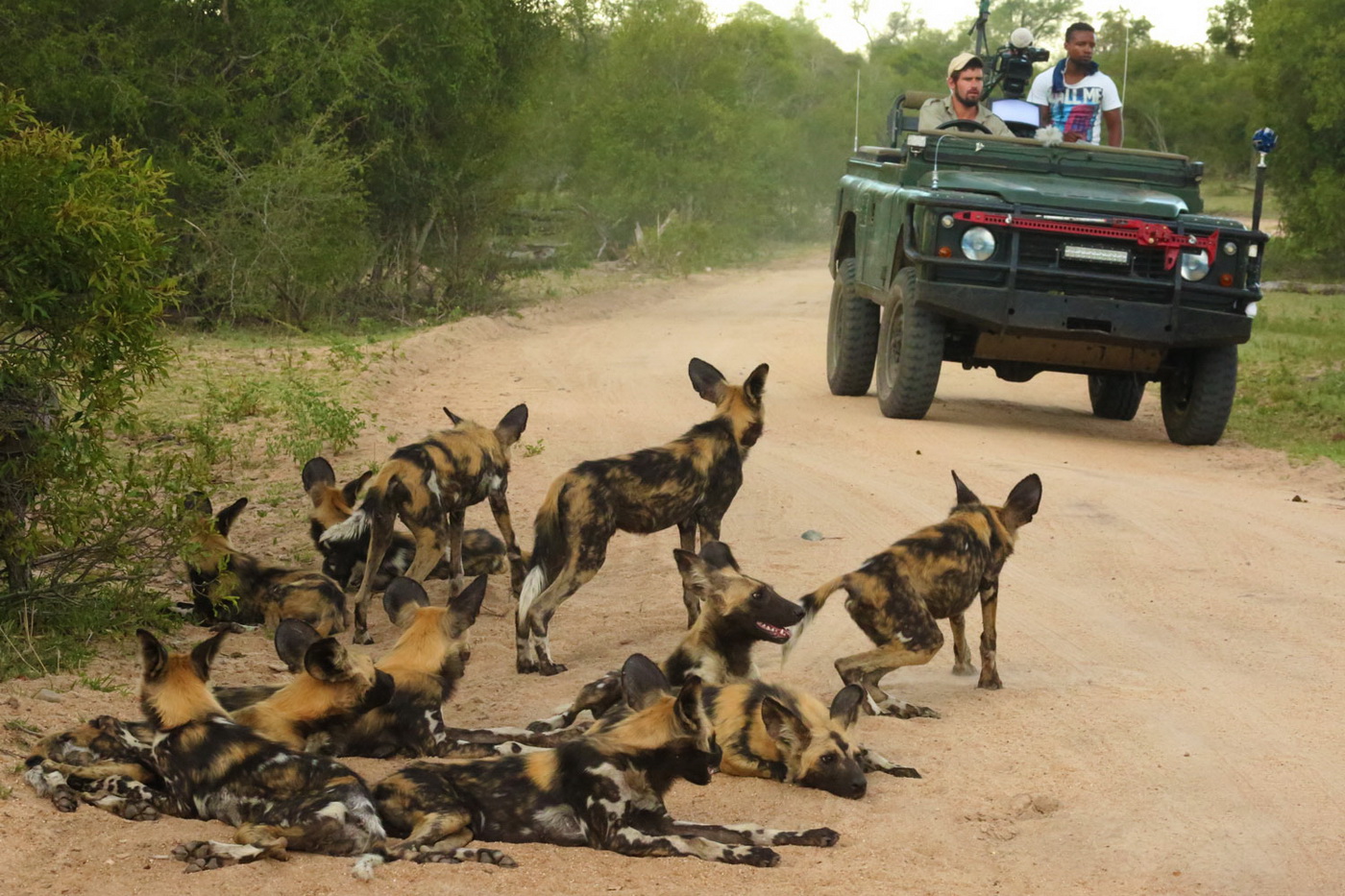 African Wild Dog Encounter