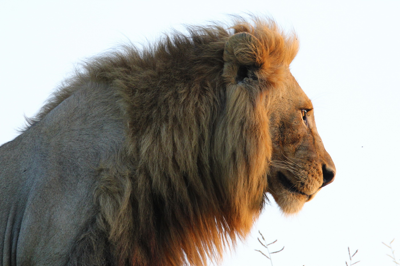 Male Lion