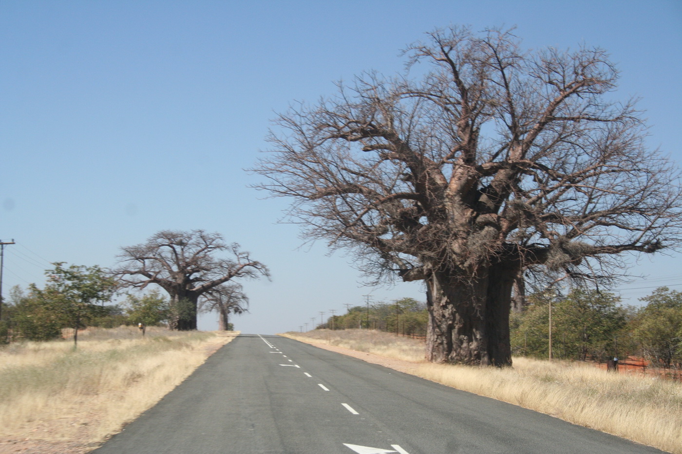 Giant Baobab Avenue