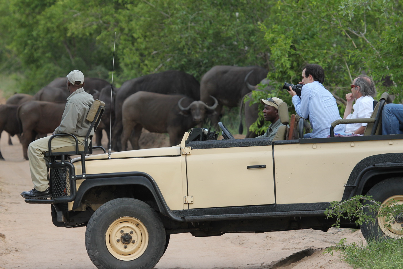 Encountering Bufalo on Safari