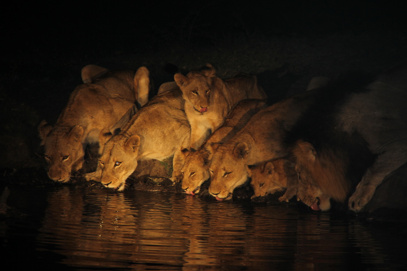 Meeting a pride of Lion