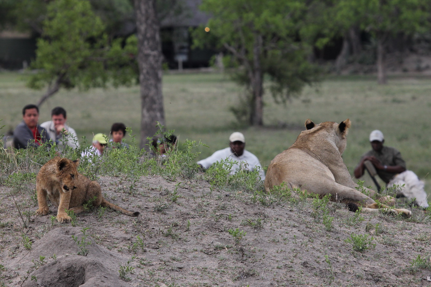 Being watched by Lions