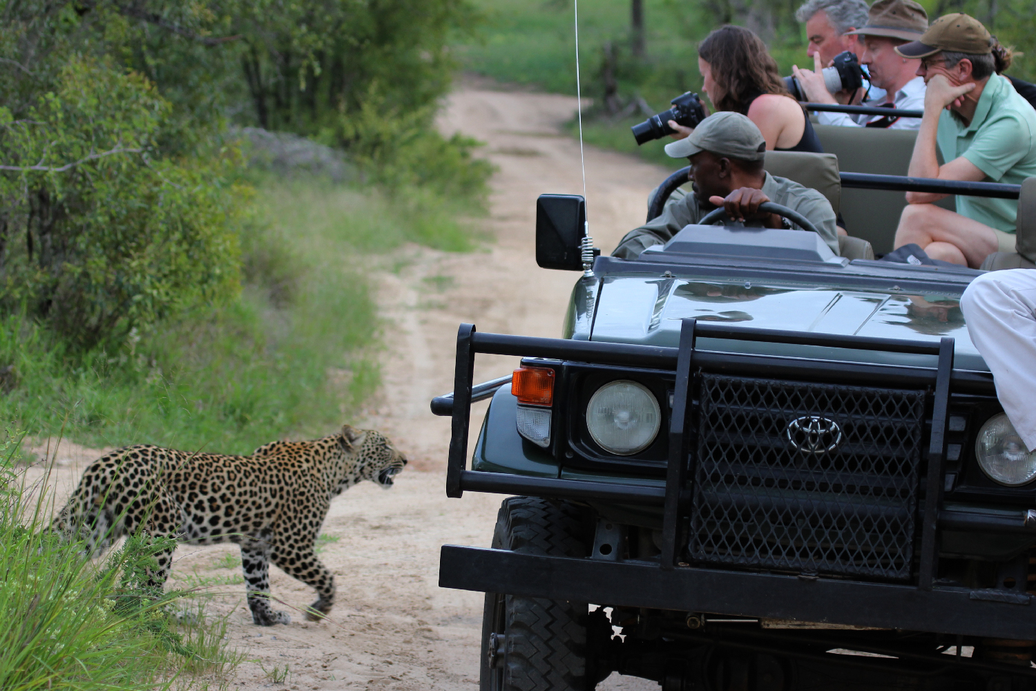 Leopard Encounter on Safari