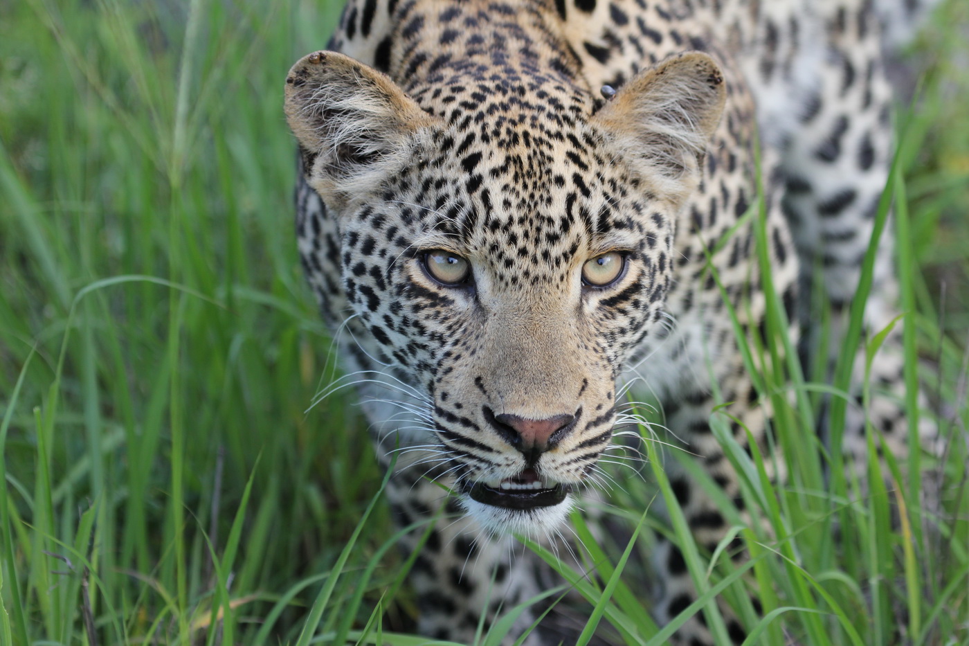 Up close with an African Leopard