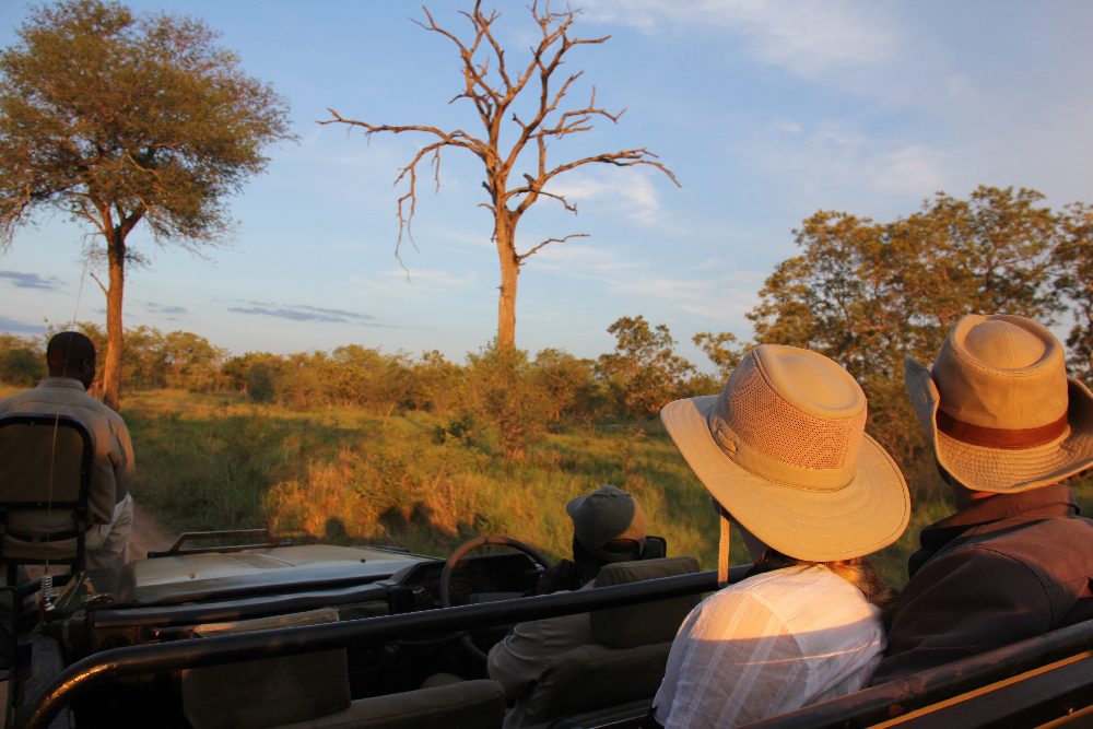 On a Honeymoon Safari