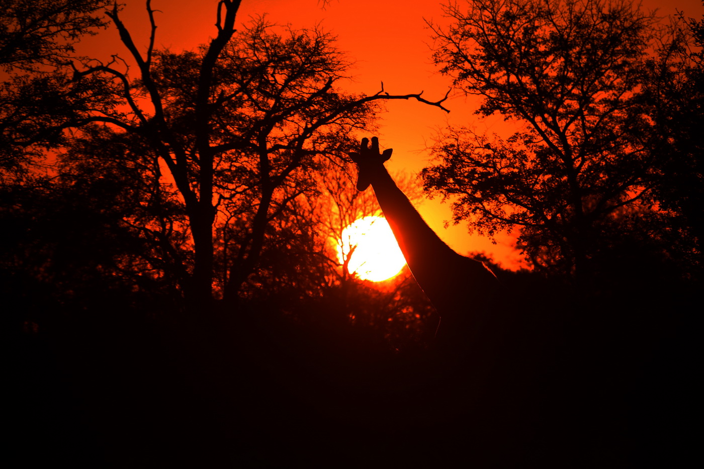 Giraffe at Sunset