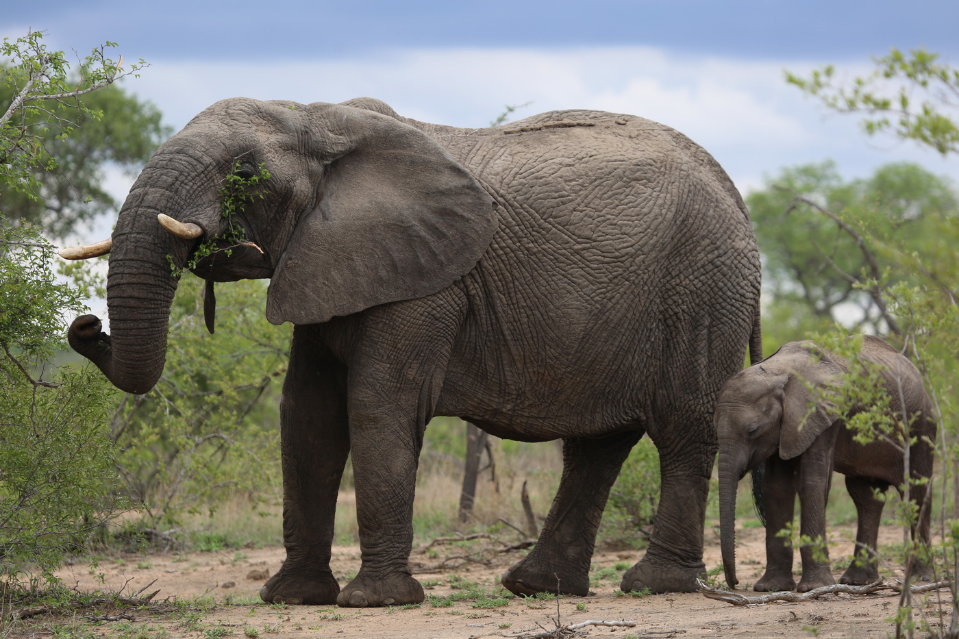 Elephant Encounters on Safari