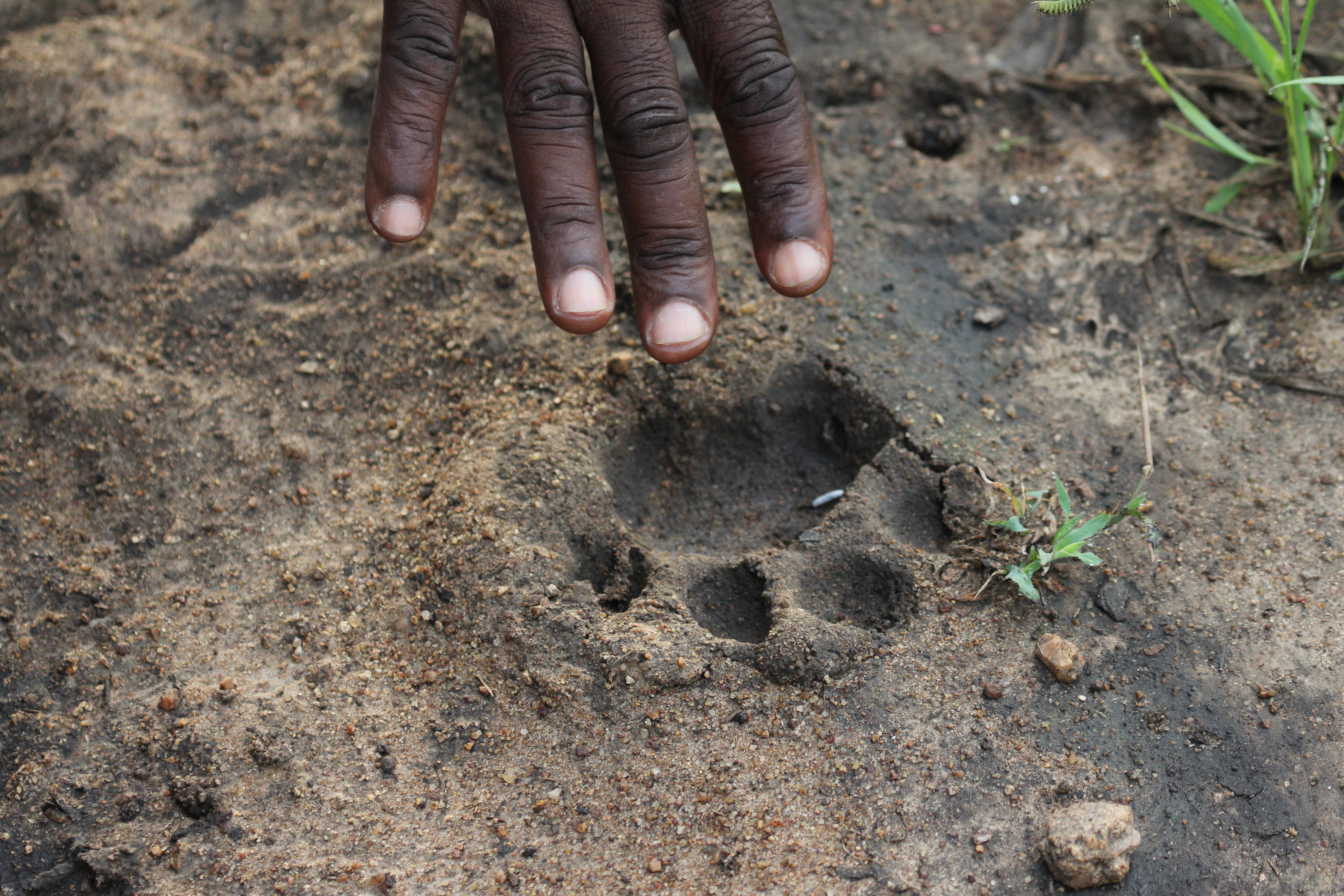 Tracking on the Safari