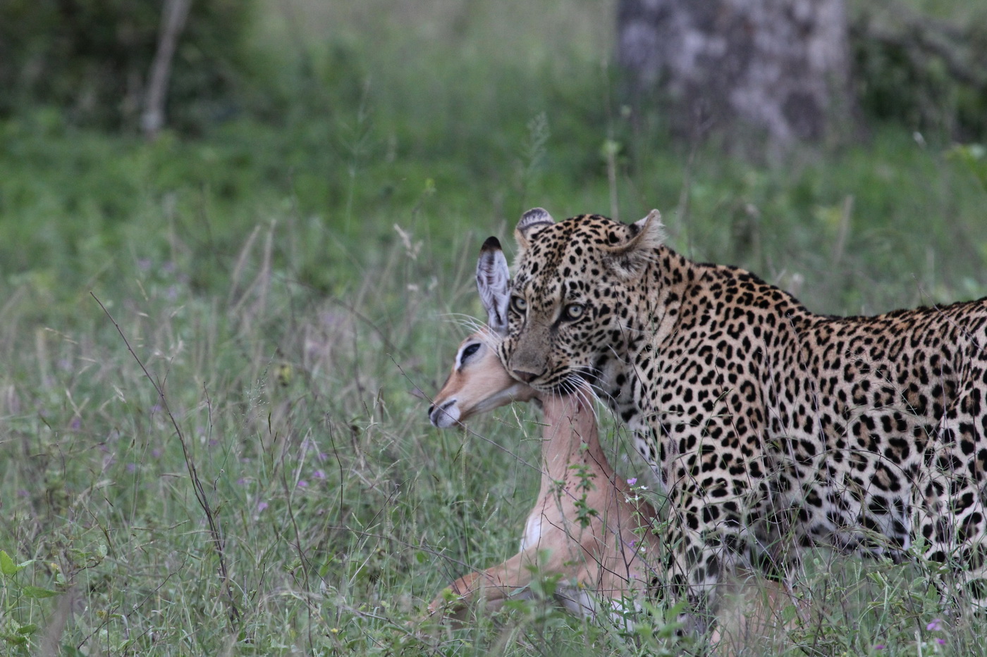 Leopard Kill