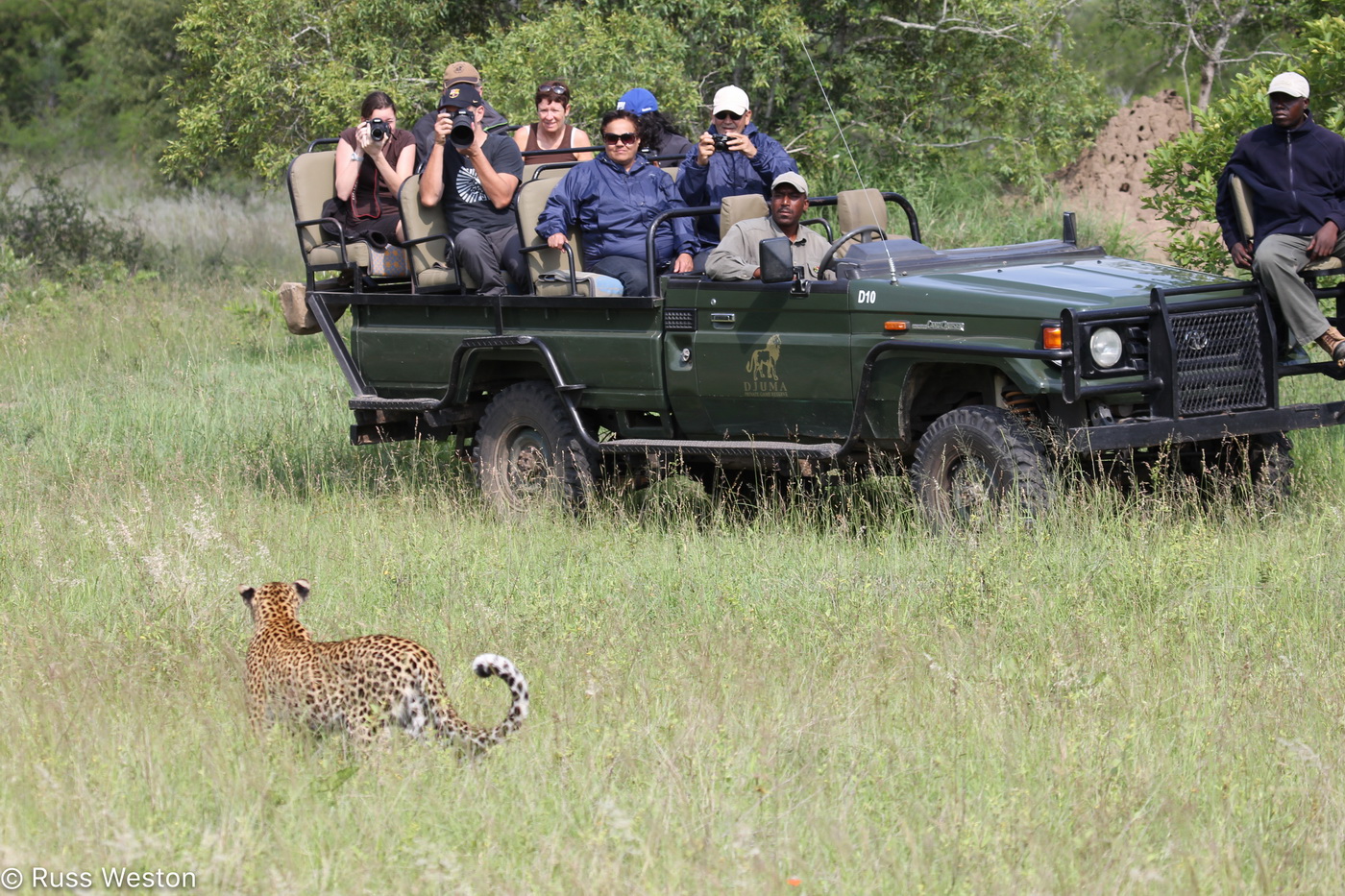 Encountering Leopard on Safari