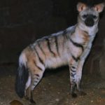 aardwolf