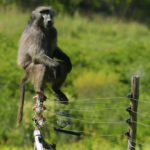 baboon