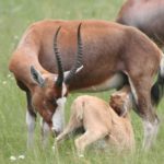 blesbok