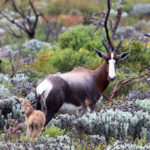 bontebok