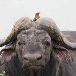 buffalo-cape