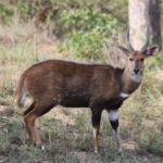 bush buck