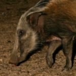 bush pig