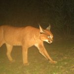 caracal