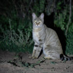 african wild cat