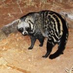 civet