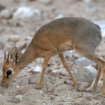 dikdik-damara