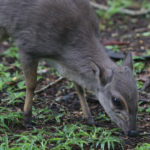 duiker-blue