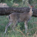 common duiker