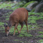 red duiker