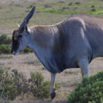 eland