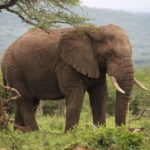 African elephant