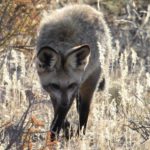 bat-eared fox