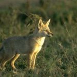 cape fox