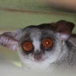 lesser galago