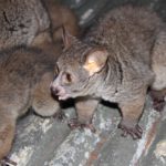 thick-tailed galago