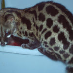 large-spotted genet