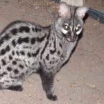 lesser-spotted genet