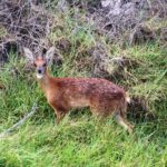 cape grysbok