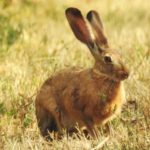 cape hare