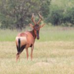 red hartebeest